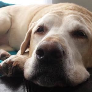 Meet your Posher, Sylvia